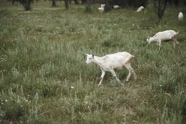 White Sheep Meadow — Stock Photo, Image