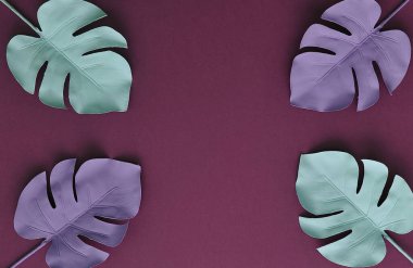 Renkli arka planda tropik canavar yaprakları.