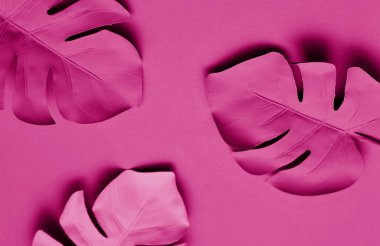 Renkli arka planda tropik canavar yaprakları.