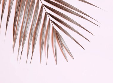 Palmiye yaprağı Vanilya tonunda stilize fotoğraf. 