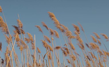 Gökyüzü arkaplanındaki sazlıklar.