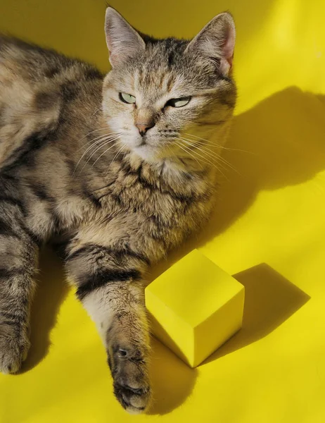 Сірий Кіт Позує Жовтому Тлі — стокове фото