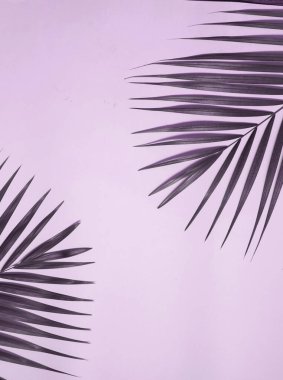 Renkli arkaplanda palmiye yaprağı.
