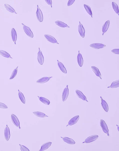 Padrão Com Pétalas Flores Cor Violeta — Fotografia de Stock