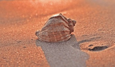 Günbatımı sahili arka planında deniz kabuğu.