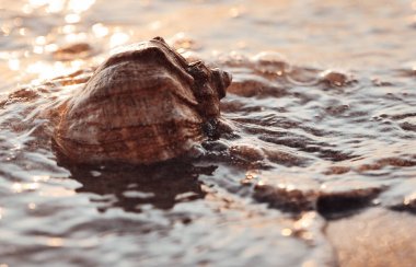 Günbatımı sahili arka planında deniz kabuğu.