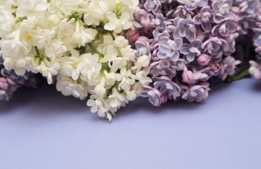 Bahar arkaplanı leylak dalları ve taç yapraklarıyla.