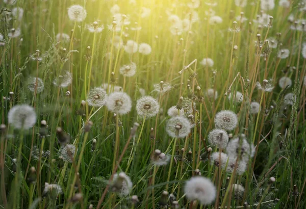 Dandelion Grass Sunset — Stock Photo, Image