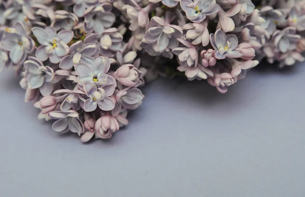 Fond Printanier Avec Branches Pétales Lilas — Photo