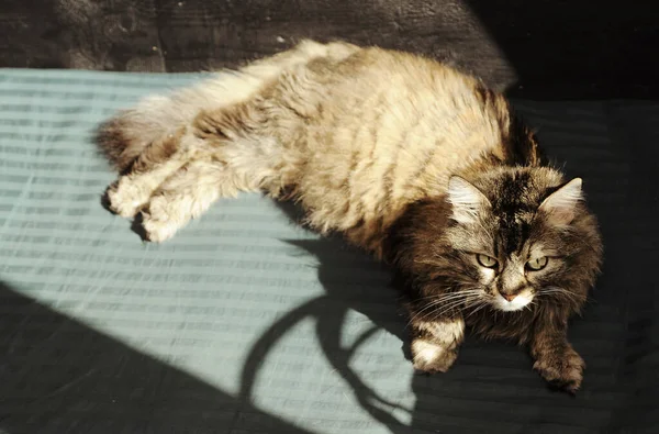 Grå Vacker Katt Ligger Soffa Solen Med Skugga — Stockfoto