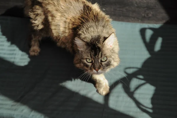 Grå Vacker Katt Ligger Soffa Solen Med Skugga — Stockfoto