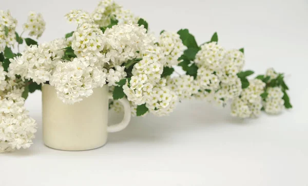Větvička Bílých Šeříkových Květů Šálku — Stock fotografie