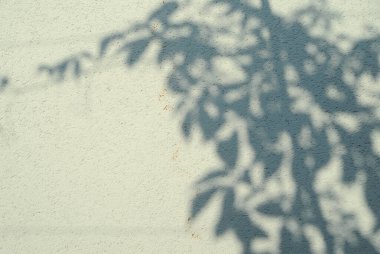 Odaklanamayan soyut arkaplan. Beyaz arkaplanda bulanık ağaç gölgeleri.