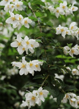 Yeşil bir bitkinin yakınında.