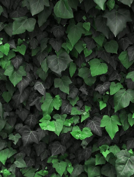 Sluiten Van Een Groene Plant — Stockfoto