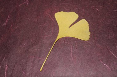 Sonbaharda sarı ginkgo yaprakları