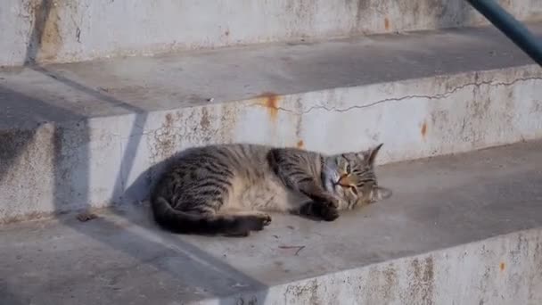 Gato Estica Blefe Sol Aquece Gatinho Animais Estimação Dois Gatos — Vídeo de Stock