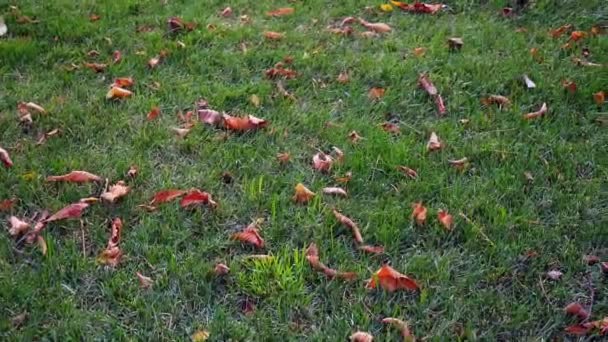 Daun Musim Gugur Rumput Daun Kuning Musim Gugur Rumput Hijau — Stok Video