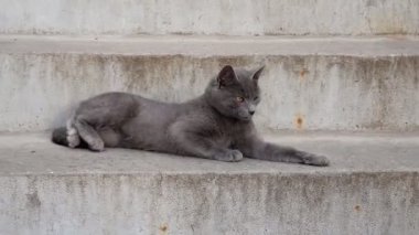 Kedi bir blöf üzerinde gerinir. Güneş kediciği ısıtıyor. Evcil hayvanlar. Merdivenlerde iki sokak kedisi oynuyor. Parkta iki kedi yürüyor. Sonbahar havası. Evcil hayvanlar. Merdivenlerde iki sokak kedisi oynuyor.