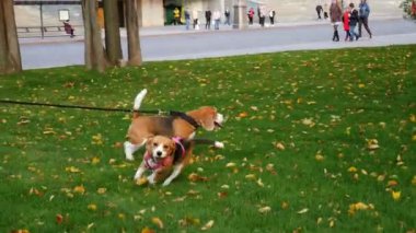 Köpekler parkta yürüyorlar. Sonbahar havası. Evcil hayvanlar. Bigel çimlerde oynuyor. 4K 'da çekilmiş.