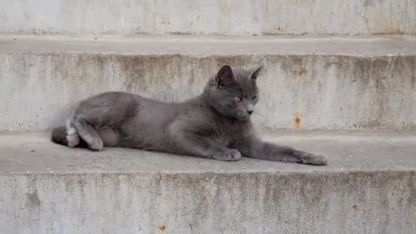 Gato Estica Blefe Sol Aquece Gatinho Animais Estimação Dois Gatos — Vídeo de Stock