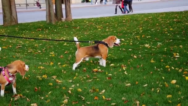 Hundar Går Parken Höstväder Husdjur Bigel Leker Gräset Skjuten — Stockvideo