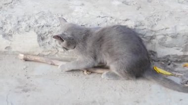 Kedi bir blöf üzerinde gerinir. Güneş kediciği ısıtıyor. Evcil hayvanlar. Merdivenlerde iki sokak kedisi oynuyor. Parkta iki kedi yürüyor. Sonbahar havası. Evcil hayvanlar. Merdivenlerde iki sokak kedisi oynuyor.