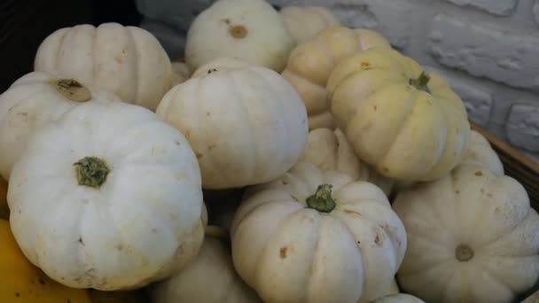 Calabazas Blancas Calabaza Madura Blanca Cerca Sobre Fondo Blanco — Vídeos de Stock