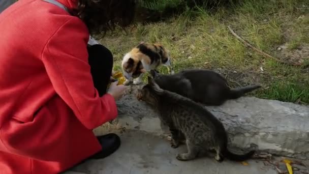 Dışarıda Sokak Kedisi Yemek Yiyor Genç Kadın Yavru Kedileri Besler — Stok video