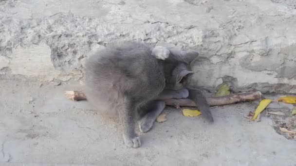 Gato Estica Blefe Sol Aquece Gatinho Animais Estimação Dois Gatos — Vídeo de Stock