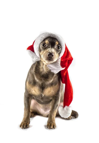 Festlig Jul Bakgrund Nyår Och Jul Julkort Bakgrund Söt Chihuahua — Stockfoto