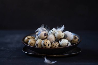 Quail egg on a dark background. Quail eggs close-up, on a dark background. close-up of spotted quail eggs, feathers. copyspace