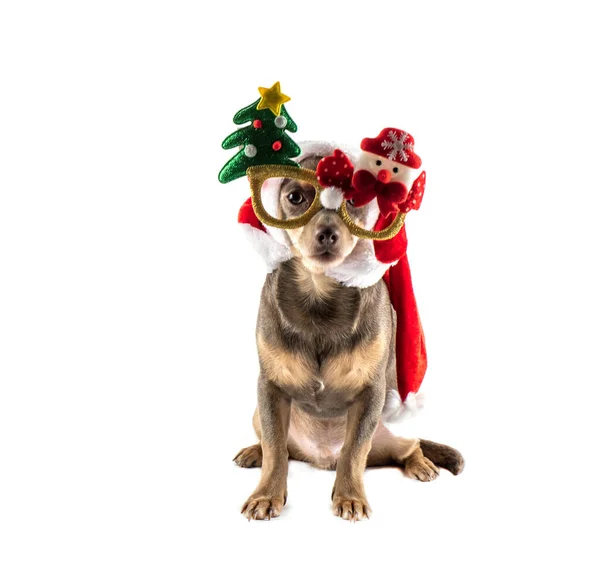 Noel Baba köpeği. Sevgili Noel Baba. Noel Baba 'ya mektup. Noel Baba Dilek Listesi. Mucizelere inan. Chihuahua. Köpek kameraya bakar. İzole et. Pankart. Boşluğu kopyala