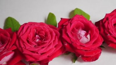 Kırmızı güller. Çiçek tohumu