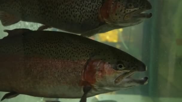 Frutos Mar Frescos Peixe Peixe Aquário Mercado Peixe Fresco Supermercado — Vídeo de Stock