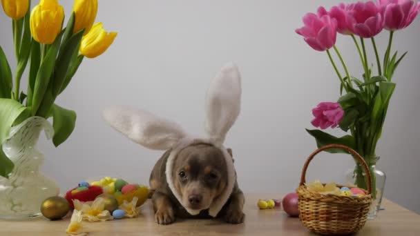 イースターバニーの耳の中に面白い犬 Chihuahua犬 — ストック動画
