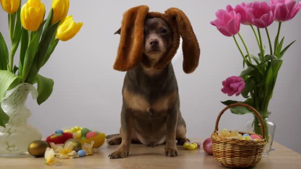 Cão Engraçado Nos Ouvidos Coelho Páscoa Cão Chihuahua Cão Olha — Vídeo de Stock