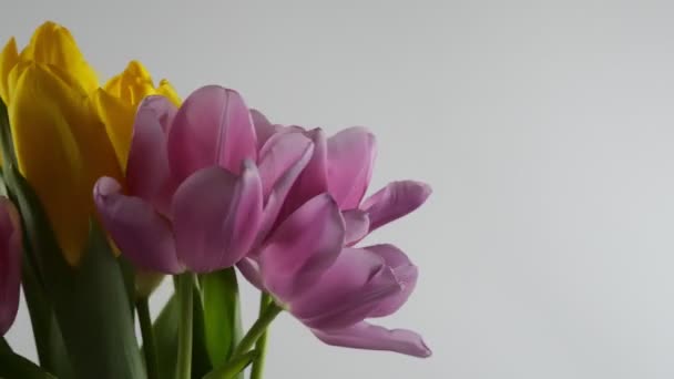 Zbliżenie Różowych Tulipanów Piękny Bukiet Różowych Żółtych Tulipanów Białym Tle — Wideo stockowe