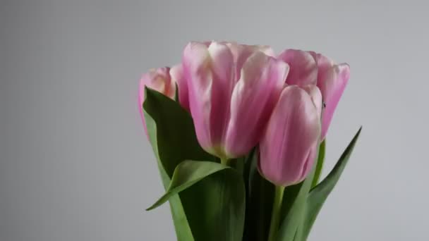 Piękny Bukiet Różowych Tulipanów Białym Tle Tulipanowe Kwiaty Wiosną Wakacje — Wideo stockowe