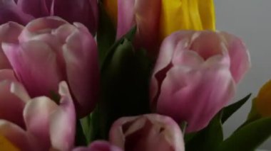 Bahar lale buketi. Uzayı kopyala Bahar havası. 4K