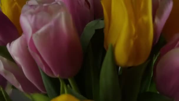 Весняний Букет Тюльпанів Білому Тлі Копіювати Простір Весняний Настрій Кілометровий — стокове відео