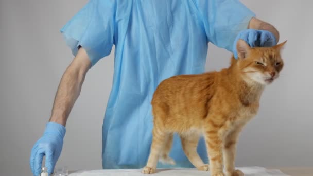 Vétérinaire Avec Des Gants Vaccine Chat Traitement Des Animaux Domestiques — Video