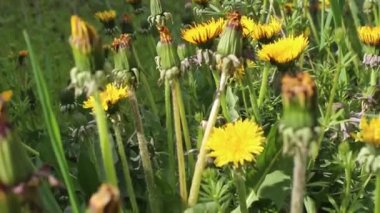 Karahindiba. Sarı karahindiba çiçeği. Karahindiba yeşili yapraklar. Karahindibalar baharda çiçek açar. Karahindiba tarlası.