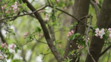 Bahçede çiçek açan bir ağaç. Doğa. Bahar. Sakura çiçekleri
