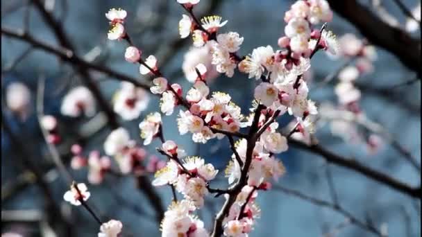 Jarní květinová krajina. Jaro kvetoucí jarní květiny proti modré slunečné obloze. copyspace