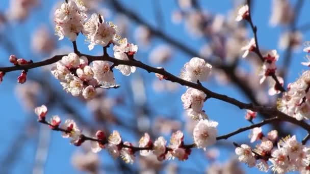 Paesaggio Fiorito Primaverile Primavera Fioritura Fiori Primaverili Contro Cielo Blu — Video Stock