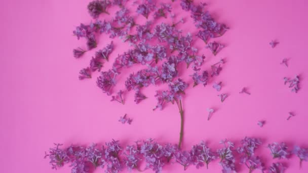 Lilás Árvore Lilás Fundo Rosa Primavera Cartão Postal Floral — Vídeo de Stock