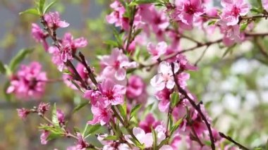 Pembe şeftali veya kiraz tohumu. Bahçede çiçek açan ağaç. Bahar arkaplanı.