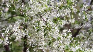 Çiçek açan kiraz dalları ya da tatlı kiraz. Bahar arkaplanı.