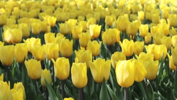 Tulipanes Amarillos Campo Tulipanes Amarillos Fondo Primavera — Vídeo de stock